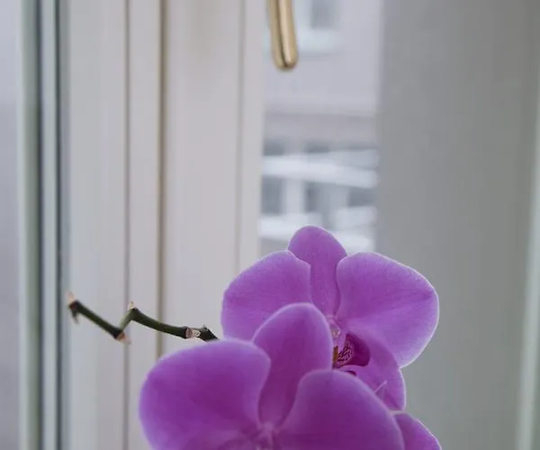 Luxury Spalena Apartment *